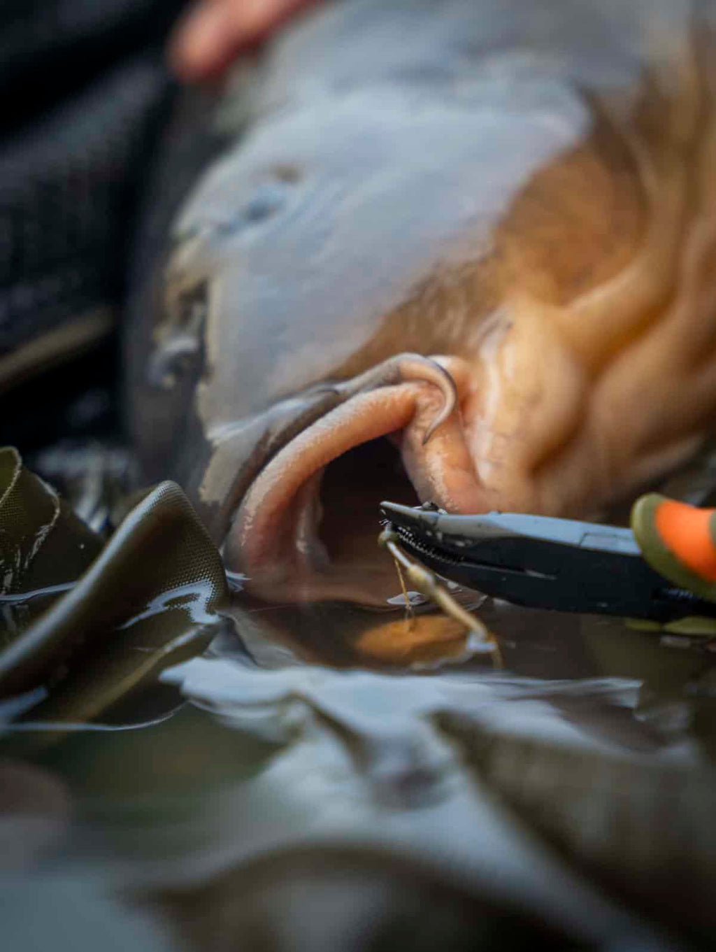 PB Products puller and unhooking pliers, in use